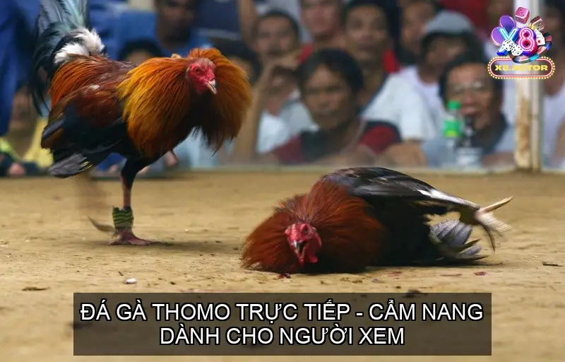 da ga thomo truc tiep 68f8747a539b7