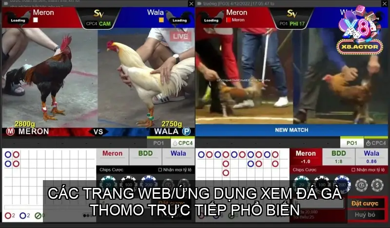 Các Trang Web/Ứng Dụng Xem Đá Gà Thomo Trực Tiếp Phổ Biến