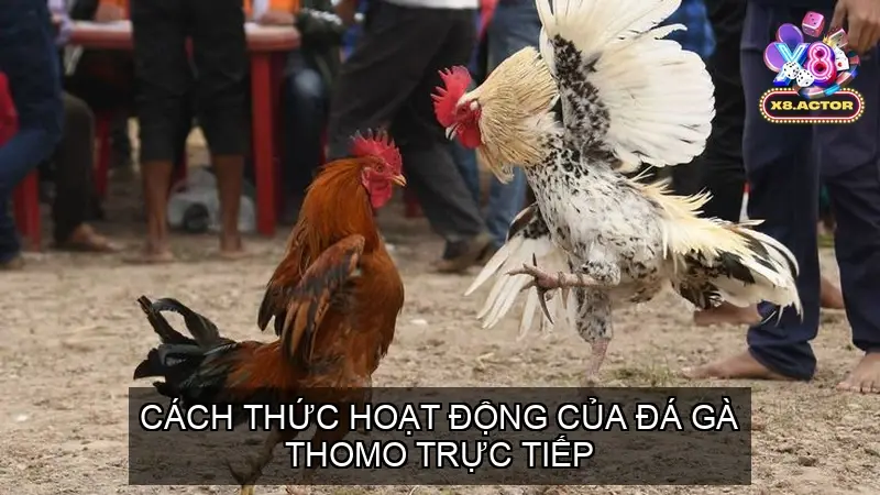 Cách Thức Hoạt Động Của Đá Gà Thomo Trực Tiếp