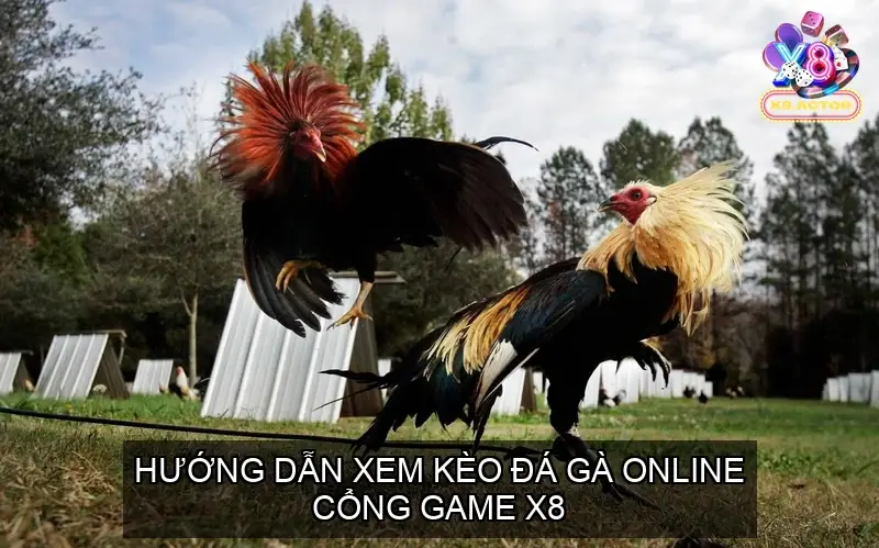 Hướng Dẫn Xem Đá Gà Online Cổng Game X8 Chi Tiết Nhất