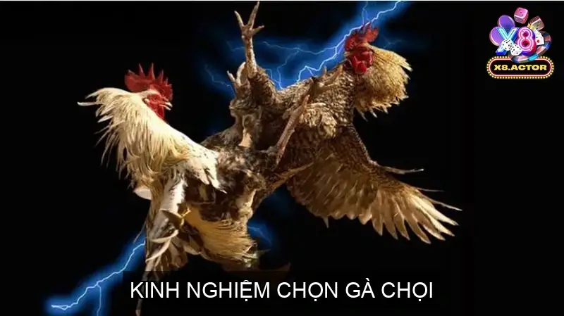 Kinh Nghiệm Chọn Gà Chọi